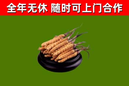 台东县烟酒回收冬虫夏草.jpg